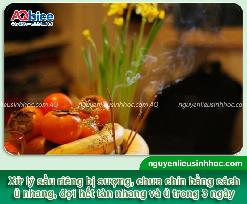 Cách xử lý sầu riêng chưa chín đã bổ nhanh chóng, đơn giản 6 Xử lý sầu riêng chưa chín, giải quyết tình trạng sượng cơm