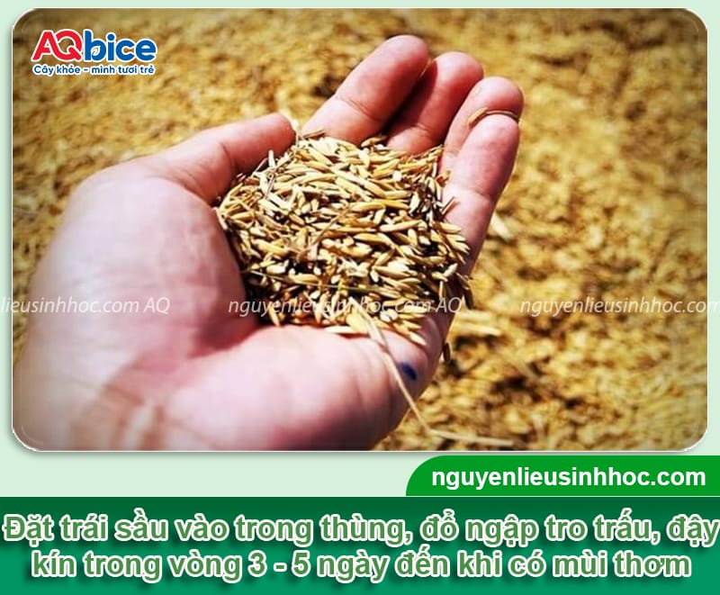 Cách xử lý sầu riêng chưa chín đã bổ nhanh chóng, đơn giản 7 Xử lý sầu riêng chưa chín, giải quyết tình trạng sượng cơm