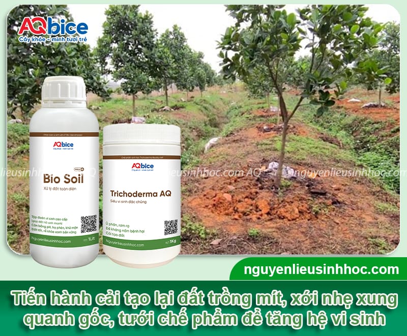 Cách cứu cây mít sắp chết phục hồi nhanh, xanh tươi trở lại 5 Cách cứu cây mít sắp chết phục hồi nhanh, xanh tươi trở lại