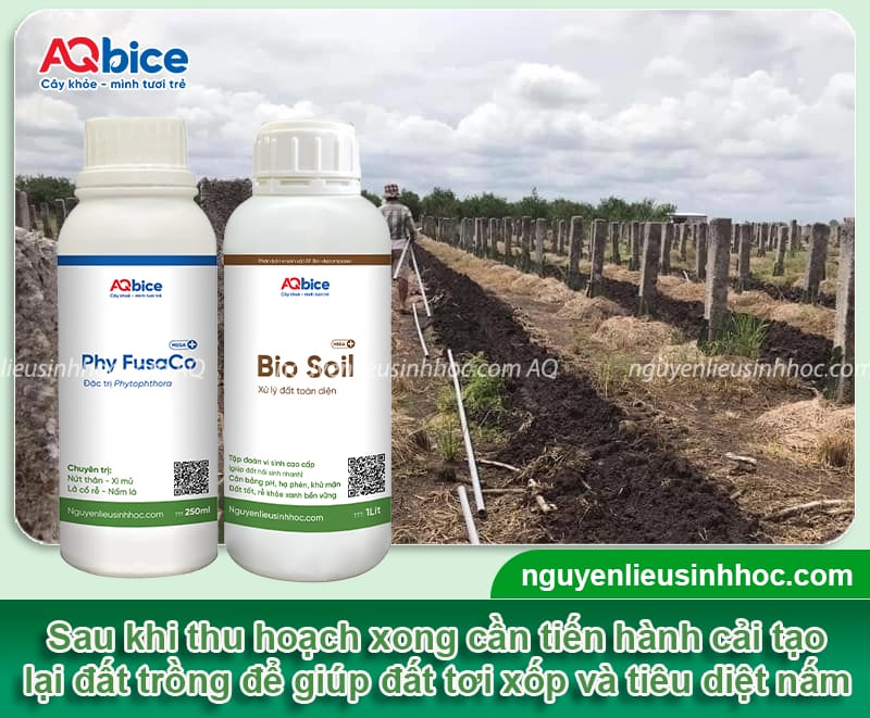 Thu hoạch thanh long: Bí quyết thu hoạch trái đạt chuẩn 5 Thu hoạch thanh long: Bí quyết thu hoạch trái chuẩn nông sản