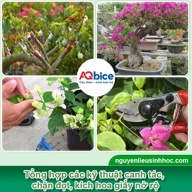 Thuốc chặn đọt hoa giấy già lá nhanh và kích cây ra hoa đều 3 Thuốc chặn đọt hoa giấy già lá nhanh và kích cây ra hoa đều