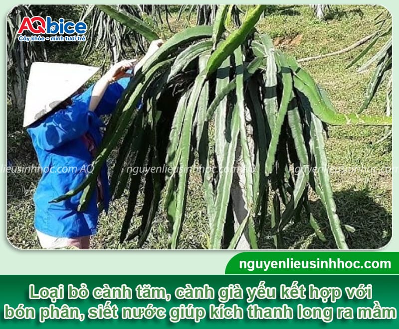 Hướng dẫn cách chăm sóc cây thanh long ra hoa đồng đều 3 Hướng dẫn cách chăm sóc cây thanh long ra hoa đồng đều
