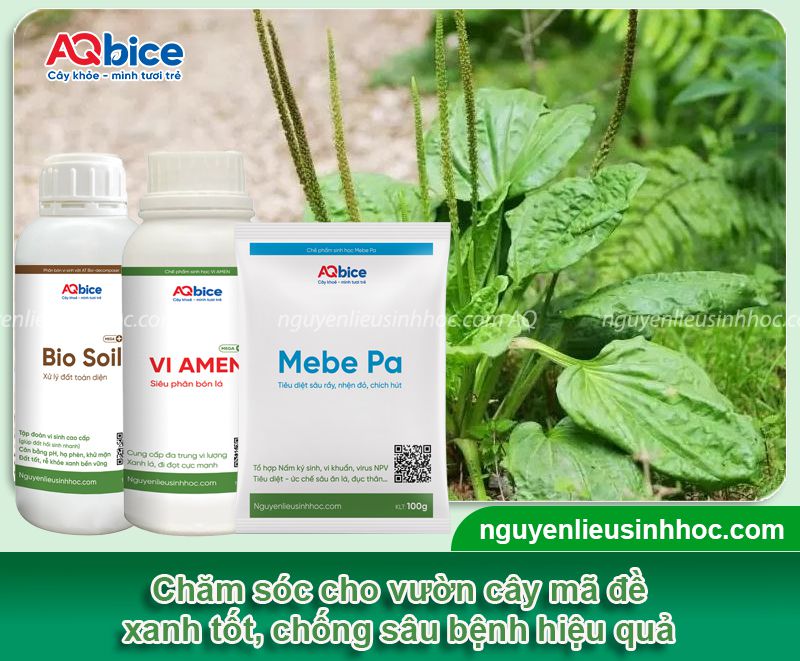 Cách trồng cây mã đề xanh tốt, không sâu bệnh tại nhà 3 Cách trồng cây mã đề xanh tốt, không sâu bệnh tại vườn nhà