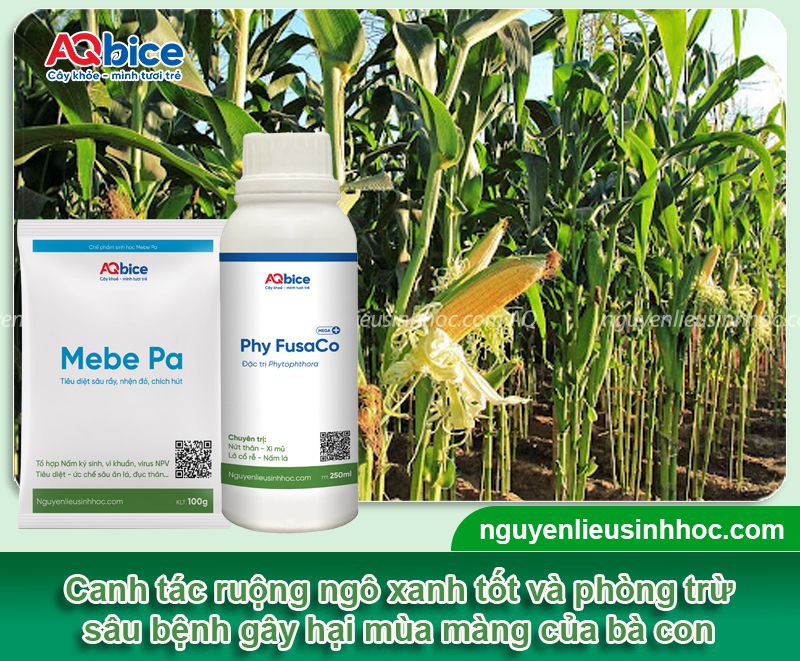 Hướng dẫn cách trồng ngô vụ hè thu đúng chuẩn kỹ thuật 4 Hướng dẫn quy trình trồng ngô vụ hè thu đúng chuẩn kỹ thuật