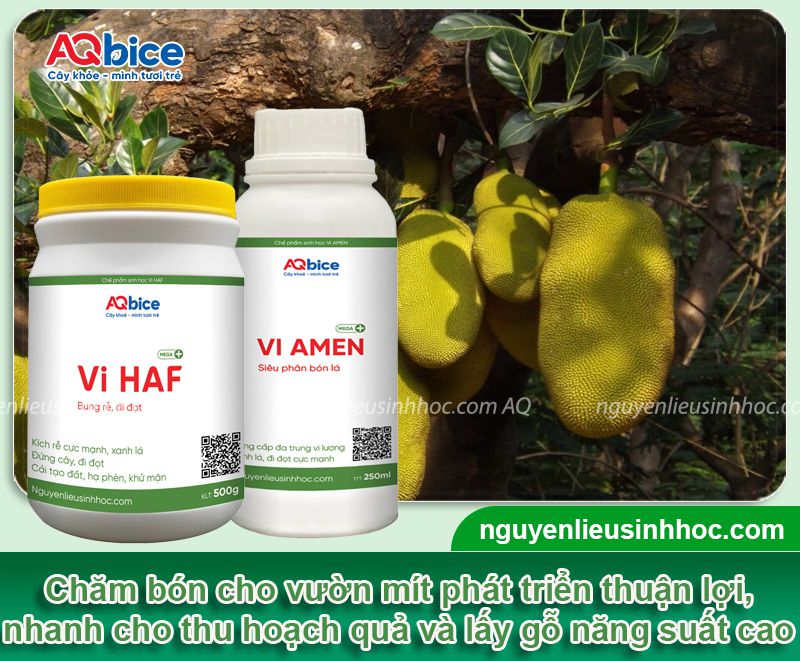 Trồng mít lấy gỗ bao lâu? Giá mỗi khối gỗ mít bao nhiêu? 4 Trồng mít lấy gỗ bao lâu? Giá mỗi khối gỗ mít bao nhiêu?