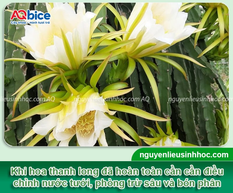 Hướng dẫn cách chăm sóc cây thanh long ra hoa đồng đều 5 Hướng dẫn cách chăm sóc cây thanh long ra hoa đồng đều