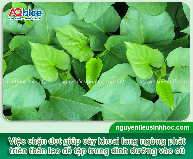 Cách dùng thuốc chặn đọt khoai lang giúp củ phát triển tốt