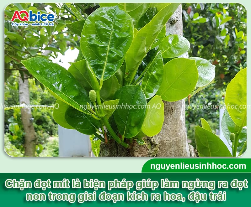 Thuốc chặn đọt mít: Hướng dẫn chọn đúng loại, dùng đúng cách 2 Thuốc chặn đọt mít: Hướng dẫn chọn đúng loại, dùng đúng cách