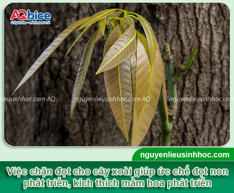Thuốc chặn đọt xoài giúp phân hóa mầm hoa hiệu quả 2 Thuốc chặn đọt xoài: Cách chọn và sử dụng hiệu quả nhất