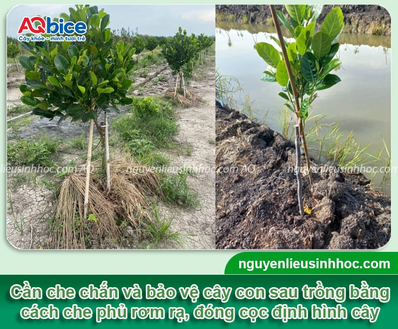 Cách chăm sóc cây mít mới trồng mau bén rễ, phát triển 6 Cách chăm sóc cây mít mới trồng mau bén rễ, phát triển tốt