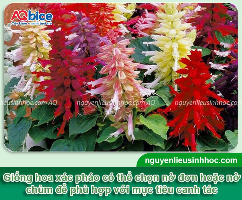 Cách trồng hoa xác pháo lâu tàn, hoa nở đều và bền màu 3 Chi tiết cách trồng hoa xác pháo lâu tàn, hoa nở đều và bền màu
