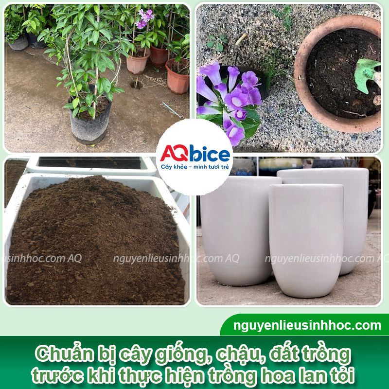 Cách trồng hoa lan tỏi tại nhà, nở hoa quanh năm 2 Cách trồng hoa lan tỏi và chăm cây nở hoa tươi thắm quanh năm