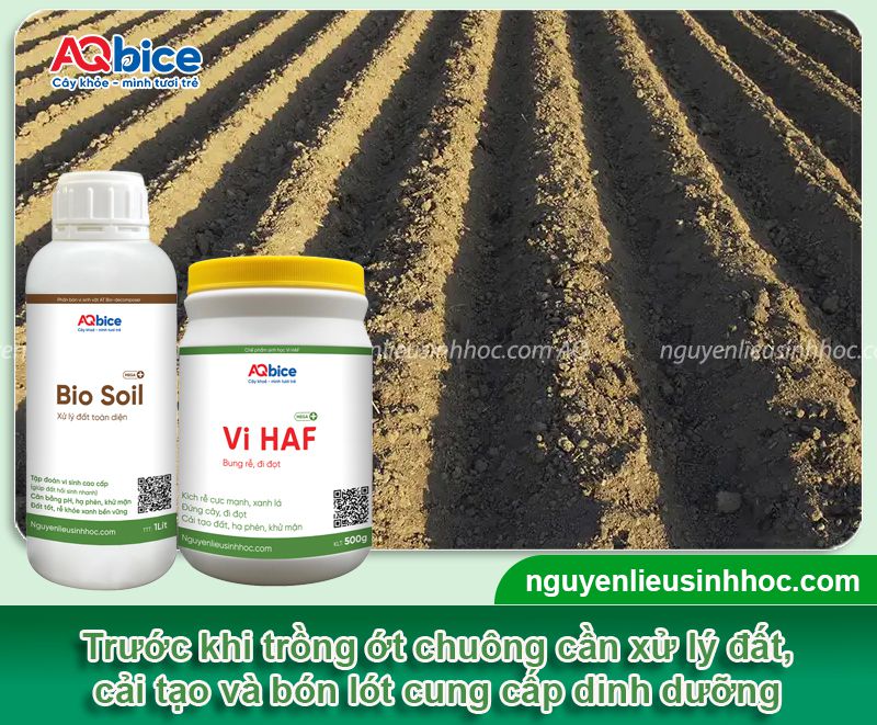 Cách trồng ớt chuông đơn giản tại nhà, trái ra sum suê 3 Quy trình thực hiện cách trồng ớt chuông năng suất cao tại nhà