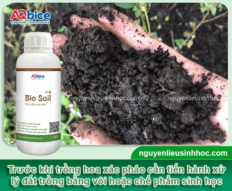 Cách trồng hoa xác pháo lâu tàn, hoa nở đều và bền màu 4 Chi tiết cách trồng hoa xác pháo lâu tàn, hoa nở đều và bền màu