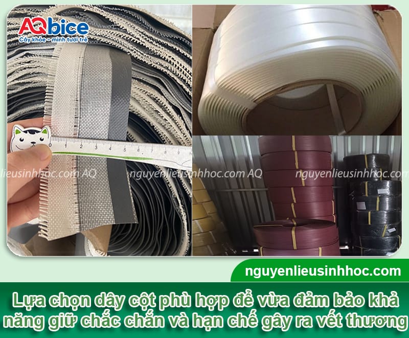 Cách cột trái sầu riêng hiệu quả, giúp giảm rụng trái non 3 Hướng dẫn cách cột trái sầu riêng, giảm rụng non hiệu quả