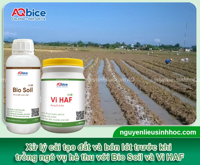 Hướng dẫn cách trồng ngô vụ hè thu đúng chuẩn kỹ thuật 2 Hướng dẫn quy trình trồng ngô vụ hè thu đúng chuẩn kỹ thuật