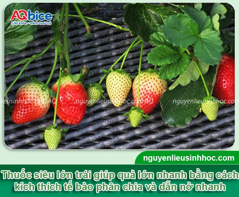 Thuốc siêu to trái giúp trái to nhanh, đẹp mã, ngọt tự nhiên 2 Thuốc siêu to trái giúp trái to nhanh, đẹp mã, ngọt tự nhiên