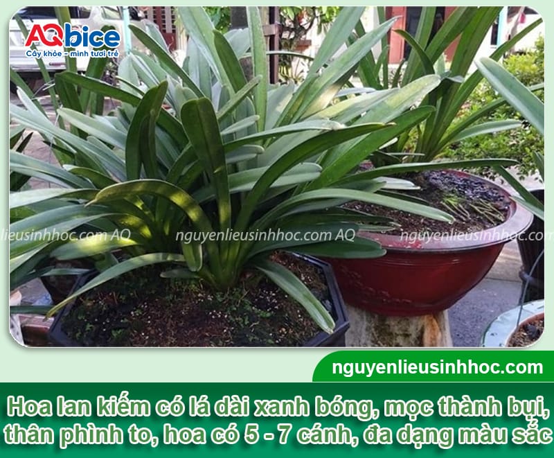 Cách trồng lan kiếm đúng chuẩn kỹ thuật, hoa ra rực rỡ 2 Hướng dẫn cách trồng lan kiếm đúng kỹ thuật, cây mau ra hoa