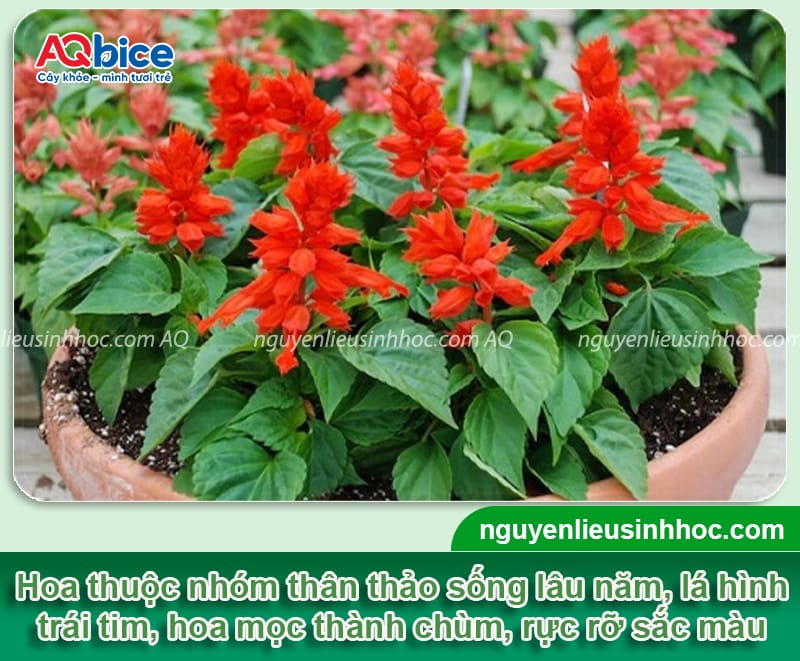 Cách trồng hoa xác pháo lâu tàn, hoa nở đều và bền màu 2 Chi tiết cách trồng hoa xác pháo lâu tàn, hoa nở đều và bền màu