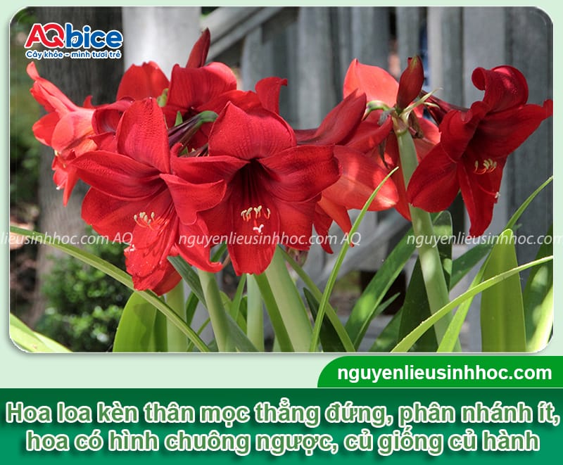Hướng dẫn cách trồng hoa loa kèn nhanh lớn, hoa nở rực rỡ 2 Hướng dẫn cách trồng hoa loa kèn nhanh lớn, hoa nở rực rỡ