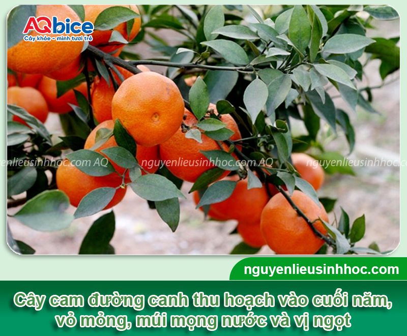 Kỹ thuật trồng cam đường canh xanh tốt, trĩu quả mọng nước