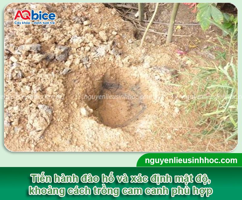 Kỹ thuật trồng cam đường canh xanh tốt, trĩu quả mọng nước
