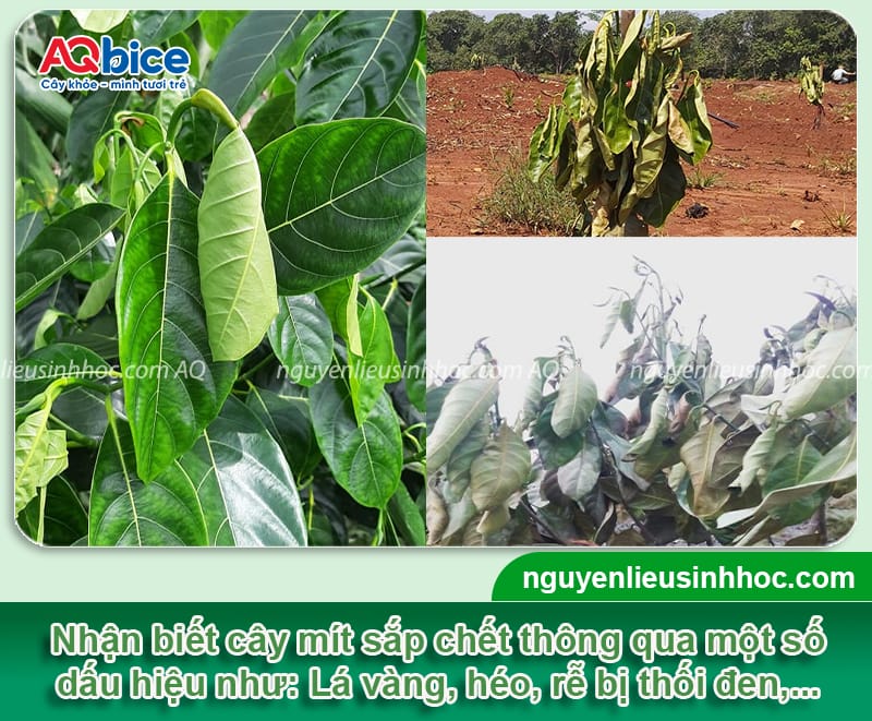 Cách cứu cây mít sắp chết phục hồi nhanh, xanh tươi trở lại 2 Cách cứu cây mít sắp chết phục hồi nhanh, xanh tươi trở lại