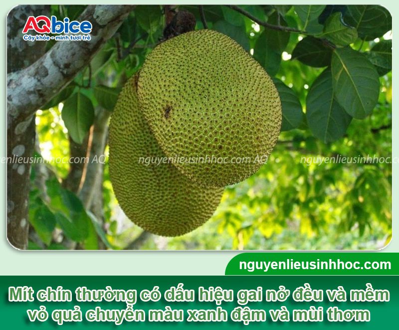 Mít ra quả bao lâu thì chín? Dấu hiệu mít chín cây thơm ngon 2 Mít ra quả bao lâu thì chín? Dấu hiệu mít chín cây thơm ngon