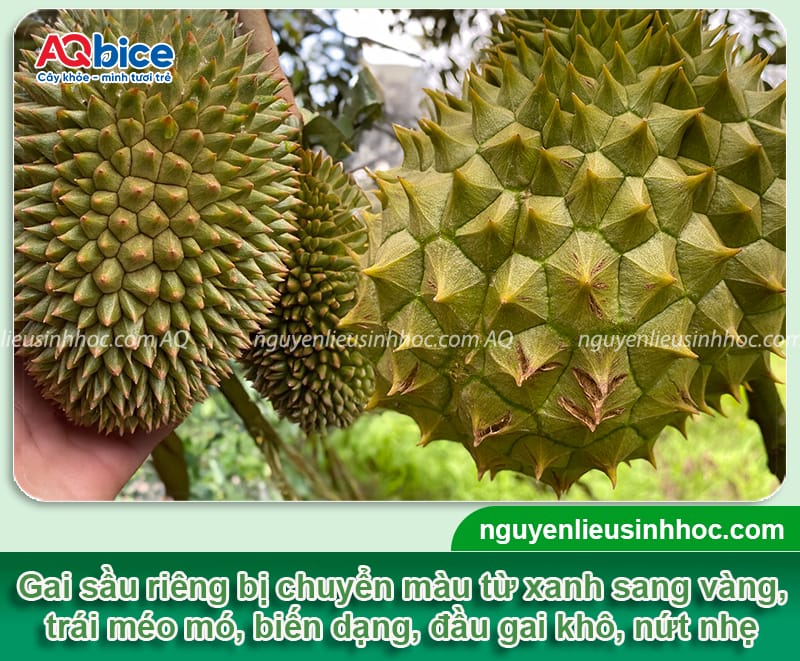 Sầu riêng bị vàng gai do đâu và Cách khắc phục 3 Sầu riêng bị vàng gai nguyên nhân do đâu và cách khắc phục