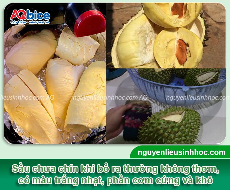 Cách xử lý sầu riêng chưa chín đã bổ nhanh chóng, đơn giản 2 Xử lý sầu riêng chưa chín, giải quyết tình trạng sượng cơm
