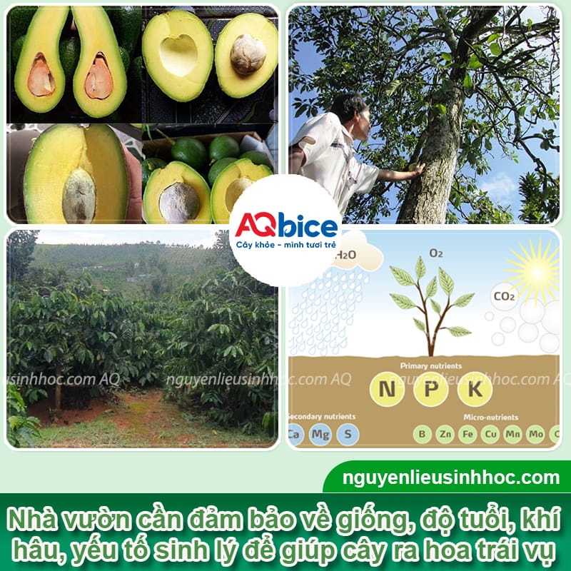Cách xử lý cây bơ ra hoa trái vụ, kích mầm hoa ra nhanh 2 Cách xử lý cây bơ ra hoa trái vụ, kích ra mầm hoa, đậu trái