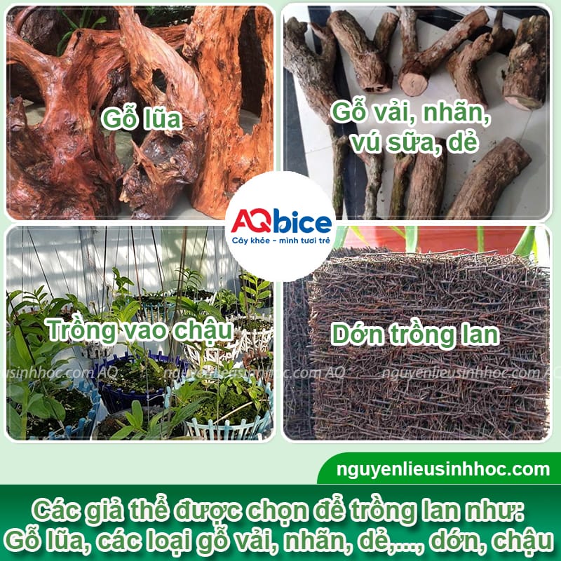 Hướng dẫn cách trồng lan giả hạc tại nhà, dễ thực hiện 3 Hướng dẫn cách trồng lan giả hạc ra hoa đều, không sâu bệnh