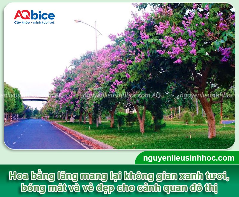 Cách trồng cây bằng lăng và chăm sóc cho hoa nở tươi thắm 2 Cách trồng cây bằng lăng và chăm sóc cho hoa nở tươi thắm