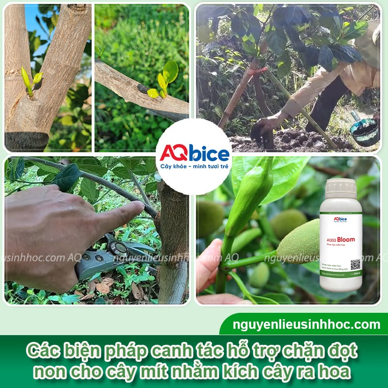 Thuốc chặn đọt mít: Hướng dẫn chọn đúng loại, dùng đúng cách 5 Thuốc chặn đọt mít: Hướng dẫn chọn đúng loại, dùng đúng cách