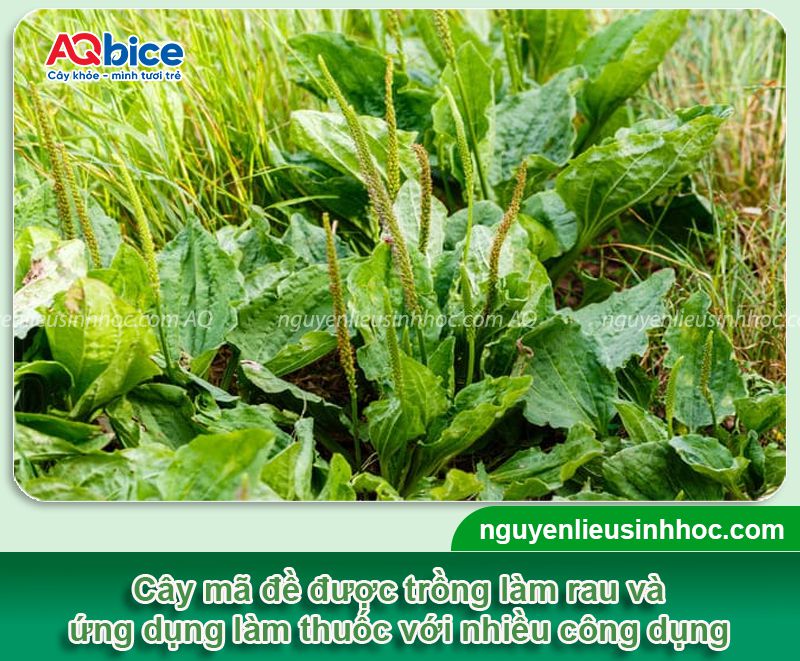 Cách trồng cây mã đề xanh tốt, không sâu bệnh tại vườn nhà