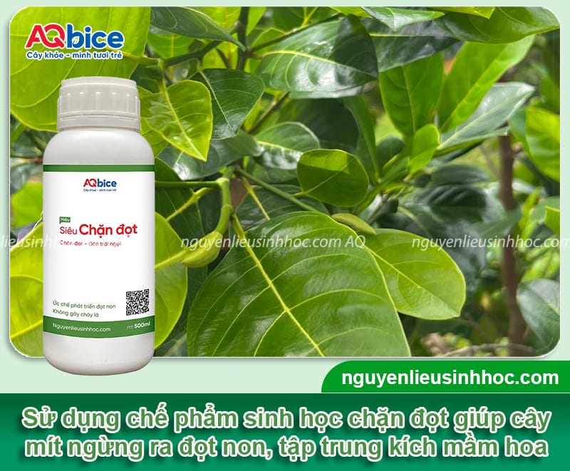 Thuốc chặn đọt mít: Hướng dẫn chọn đúng loại, dùng đúng cách 4 Thuốc chặn đọt mít: Hướng dẫn chọn đúng loại, dùng đúng cách
