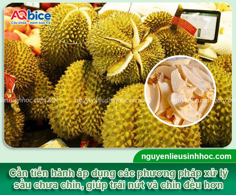 Xử lý sầu riêng chưa chín, giải quyết tình trạng sượng cơm
