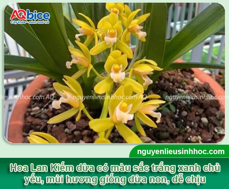 Cách trồng lan kiếm đúng chuẩn kỹ thuật, hoa ra rực rỡ 6 Hướng dẫn cách trồng lan kiếm đúng kỹ thuật, cây mau ra hoa