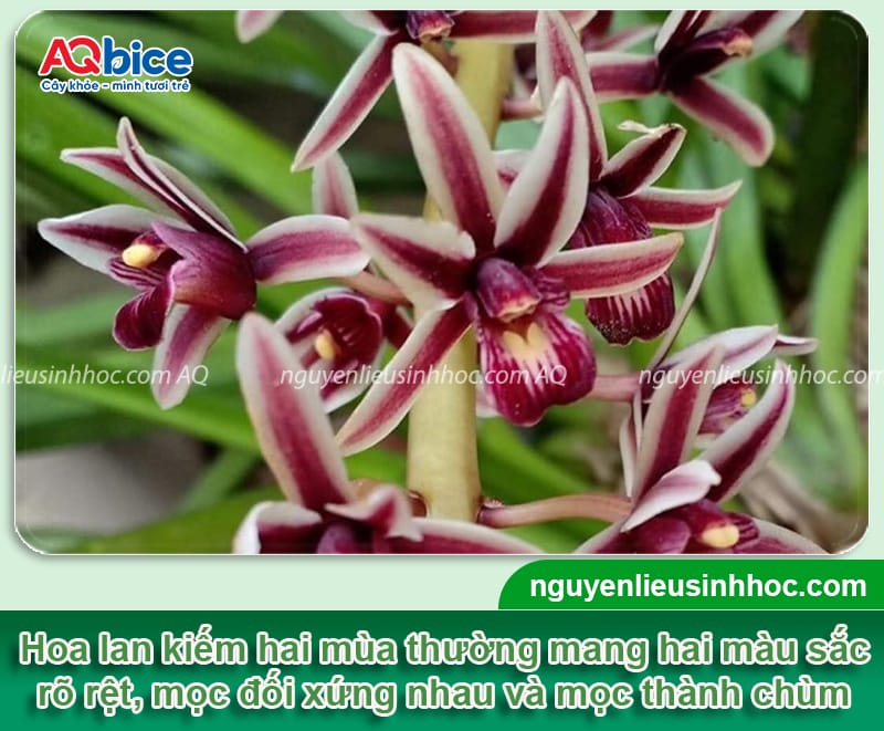 Cách trồng lan kiếm đúng chuẩn kỹ thuật, hoa ra rực rỡ 5 Hướng dẫn cách trồng lan kiếm đúng kỹ thuật, cây mau ra hoa