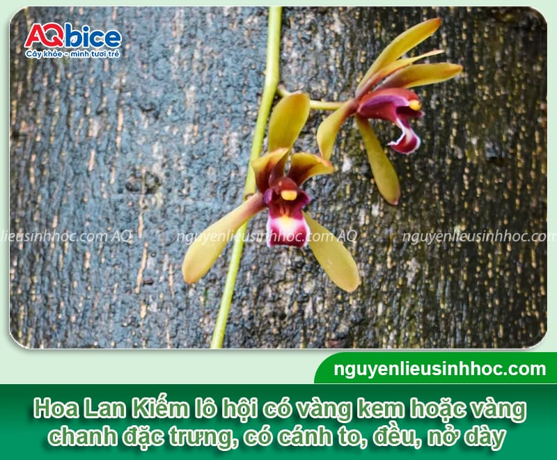 Cách trồng lan kiếm đúng chuẩn kỹ thuật, hoa ra rực rỡ 4 Hướng dẫn cách trồng lan kiếm đúng kỹ thuật, cây mau ra hoa