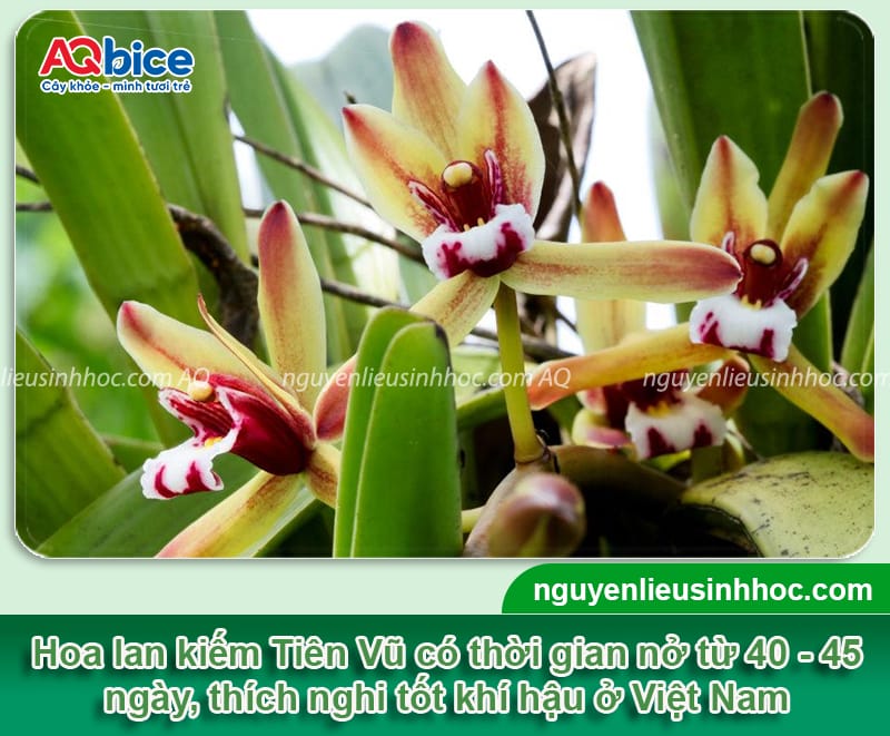 Cách trồng lan kiếm đúng chuẩn kỹ thuật, hoa ra rực rỡ 3 Hướng dẫn cách trồng lan kiếm đúng kỹ thuật, cây mau ra hoa