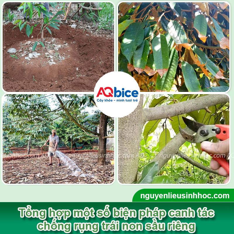 Thuốc chống rụng trái non sầu riêng Kfruit tăng tỷ lệ đậu trái 3 Thuốc chống rụng trái non sầu riêng Kfruit tăng tỷ lệ đậu trái
