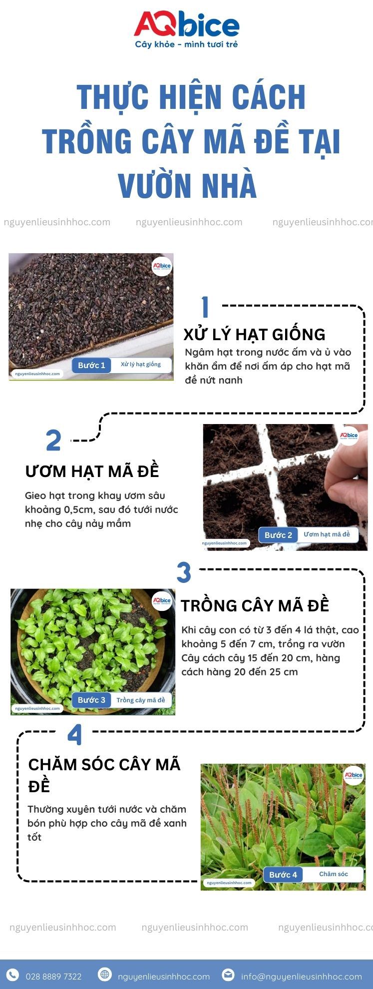 Cách trồng cây mã đề xanh tốt, không sâu bệnh tại nhà 2 Cách trồng cây mã đề xanh tốt, không sâu bệnh tại vườn nhà