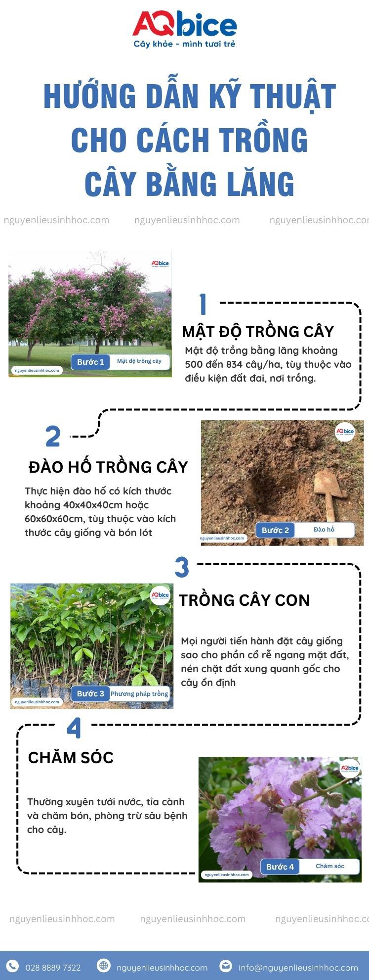 Cách trồng cây bằng lăng và chăm sóc cho hoa nở tươi thắm 3 Cách trồng cây bằng lăng và chăm sóc cho hoa nở tươi thắm