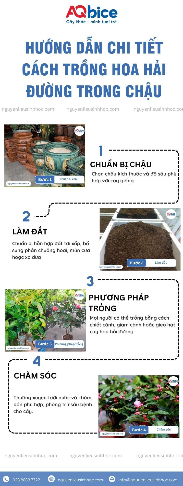 Cách trồng hoa hải đường trong chậu nở đẹp rực rỡ 3 Cách trồng hoa hải đường trong chậu đẹp rực rỡ quanh năm