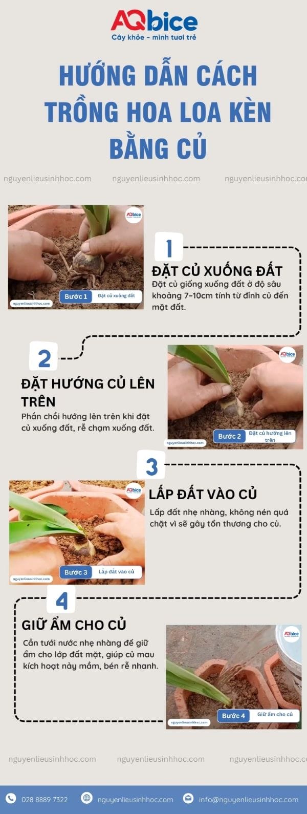 Hướng dẫn cách trồng hoa loa kèn nhanh lớn, hoa nở rực rỡ 5 Hướng dẫn cách trồng hoa loa kèn nhanh lớn, hoa nở rực rỡ