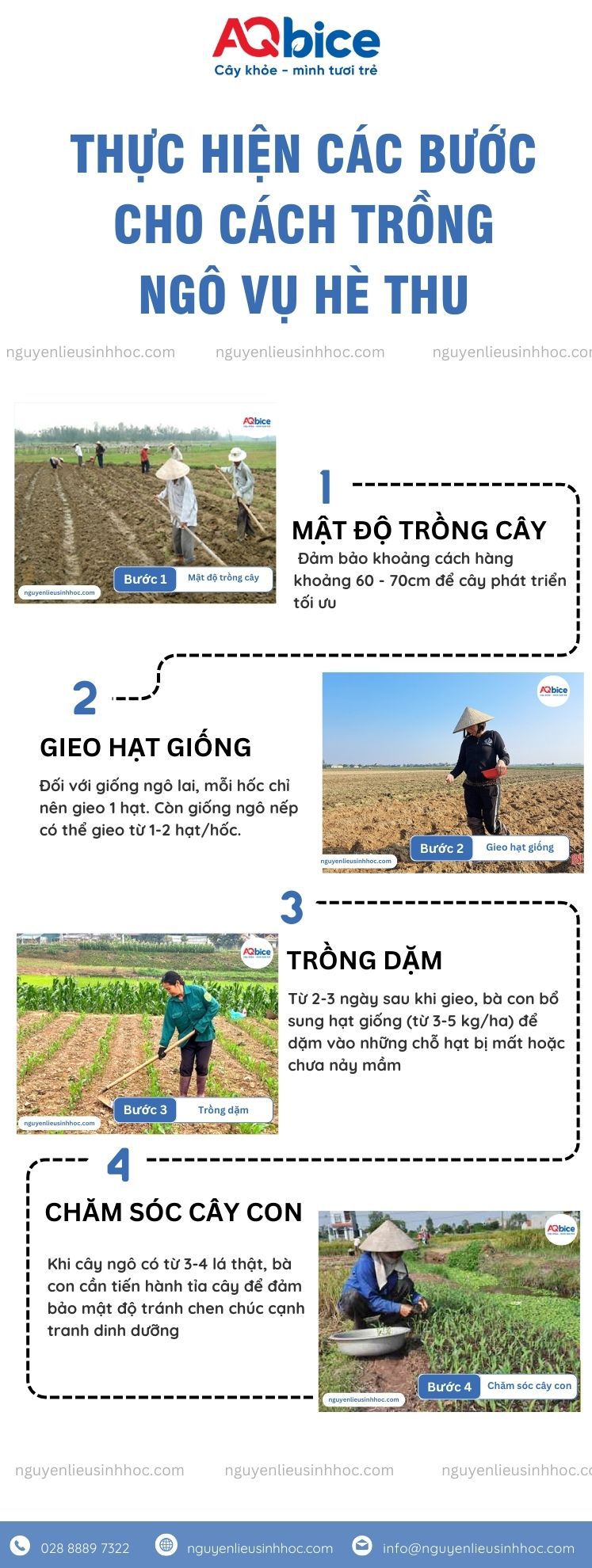 Hướng dẫn cách trồng ngô vụ hè thu đúng chuẩn kỹ thuật 3 Hướng dẫn quy trình trồng ngô vụ hè thu đúng chuẩn kỹ thuật