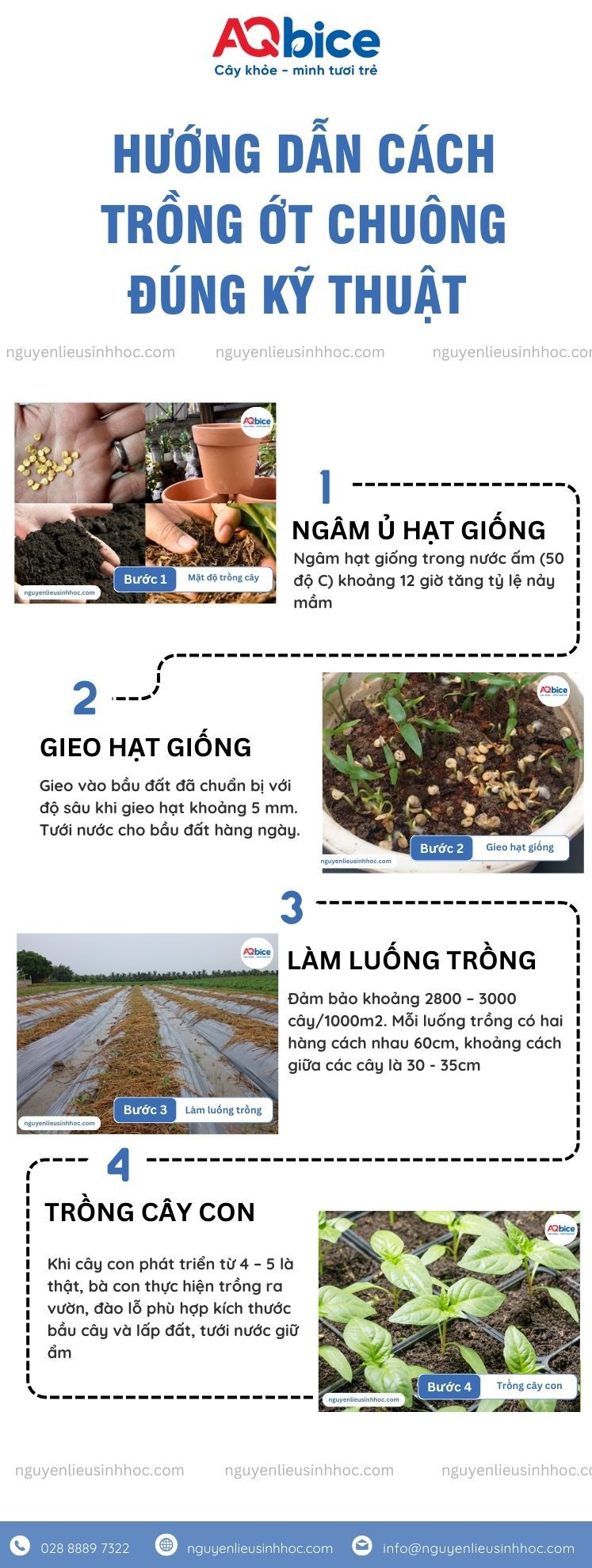 Cách trồng ớt chuông đơn giản tại nhà, trái ra sum suê 4 Quy trình thực hiện cách trồng ớt chuông năng suất cao tại nhà