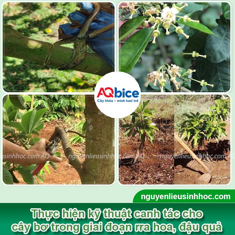 Thuốc kích ra hoa bơ Bloom chống rụng hoa, rụng trái non 3 Thuốc kích ra hoa bơ Bloom chống rụng hoa, rụng trái non