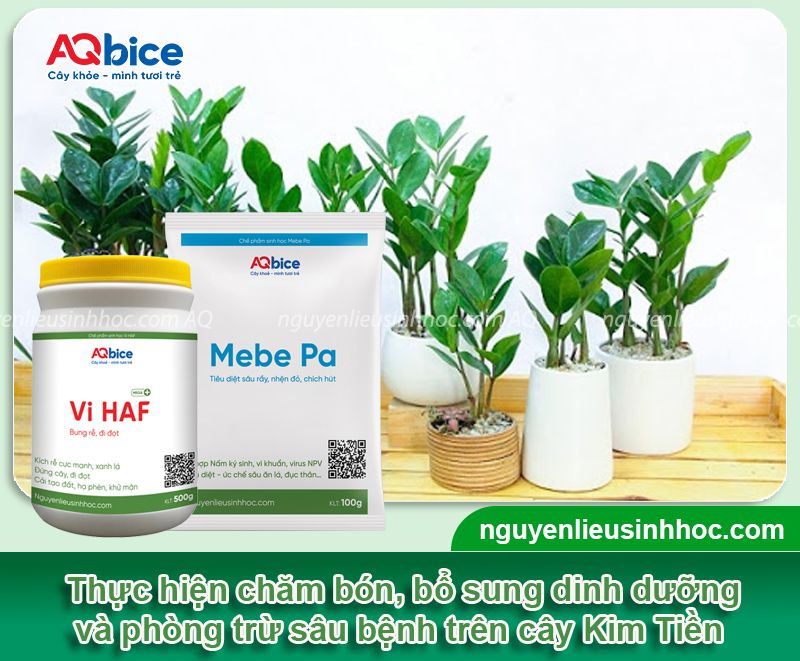 Cách trồng cây Kim Tiền bằng cành, lá, củ đơn giản tại nhà 6 Cách trồng cây Kim Tiền bằng cành, lá, củ đơn giản tại nhà